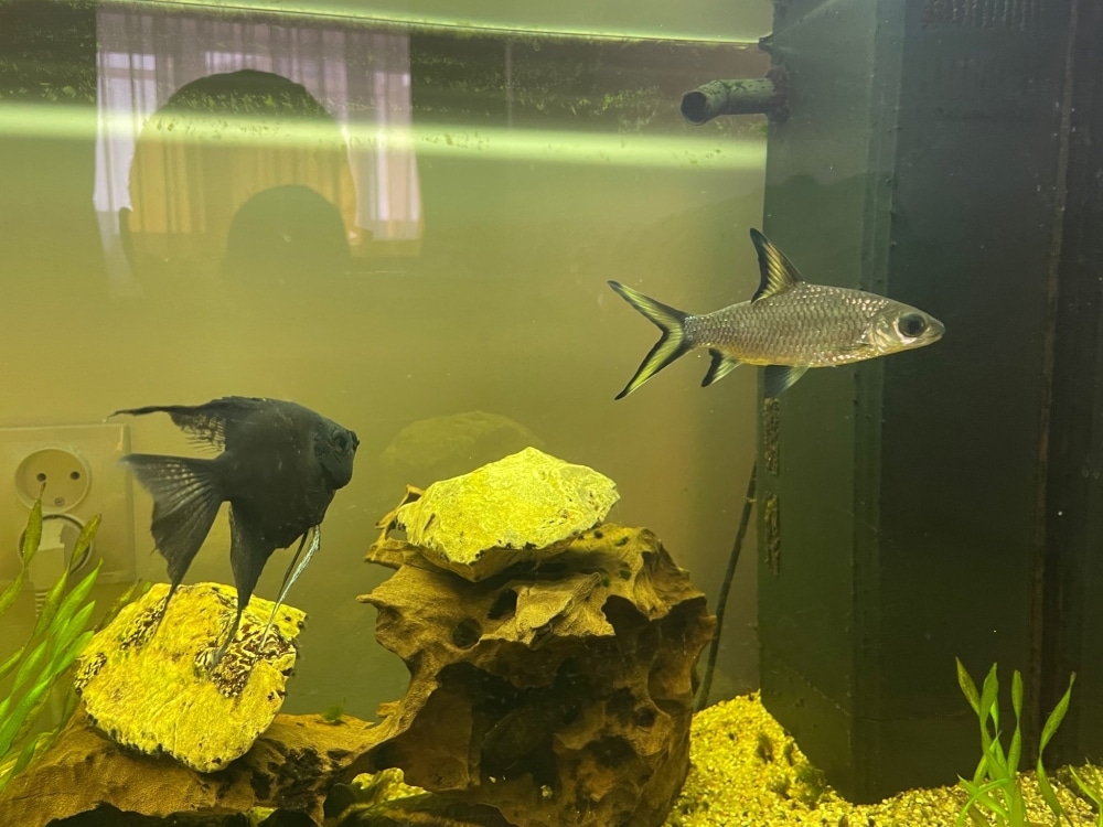 Why is my Bala Shark Hiding