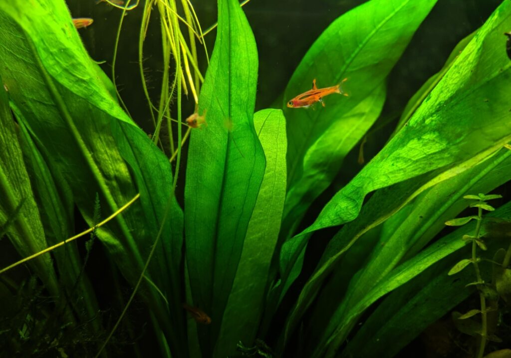 Do Amazon Sword Plants Need CO2?