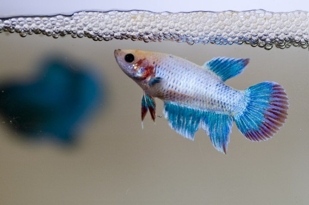nido de burbujas betta