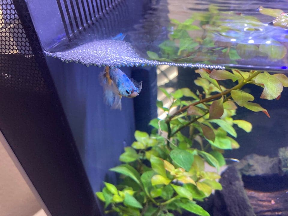 other males looking to build their own bubble nest