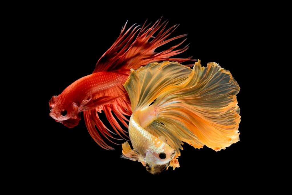 Crowntail Betta