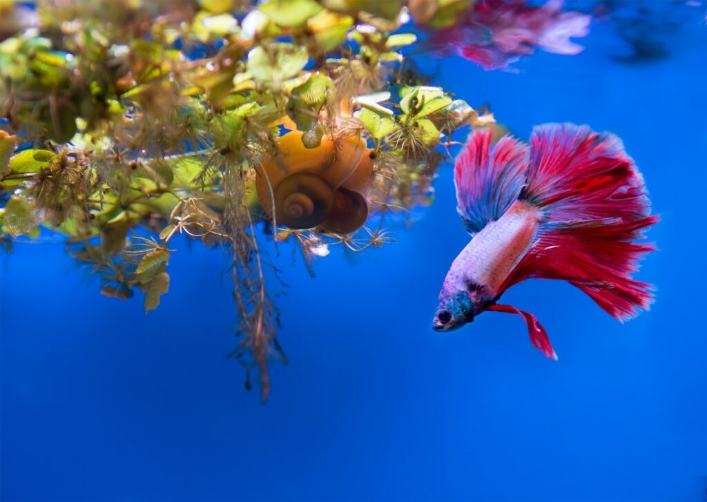 Crowntail Betta Tank Mates