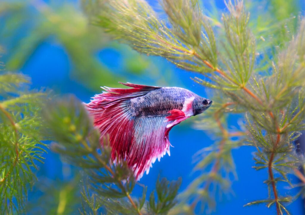 Crowntail Betta and Aquascaping