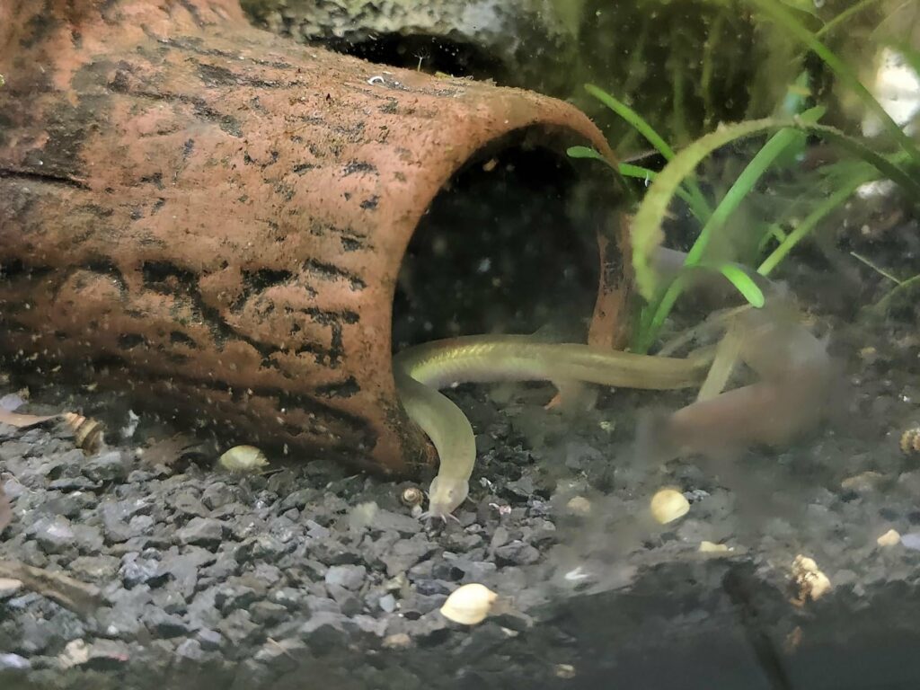 Cobrinha Kuhli Loach - Aquarismo Sergipe