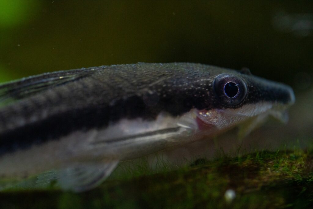 Otocinclus 