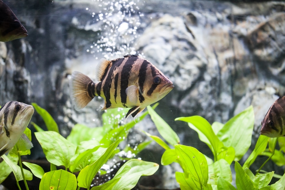 Tiger Barb Tank Mates