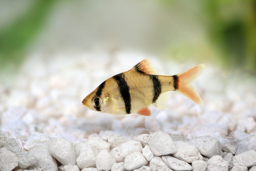  Tiger Barb