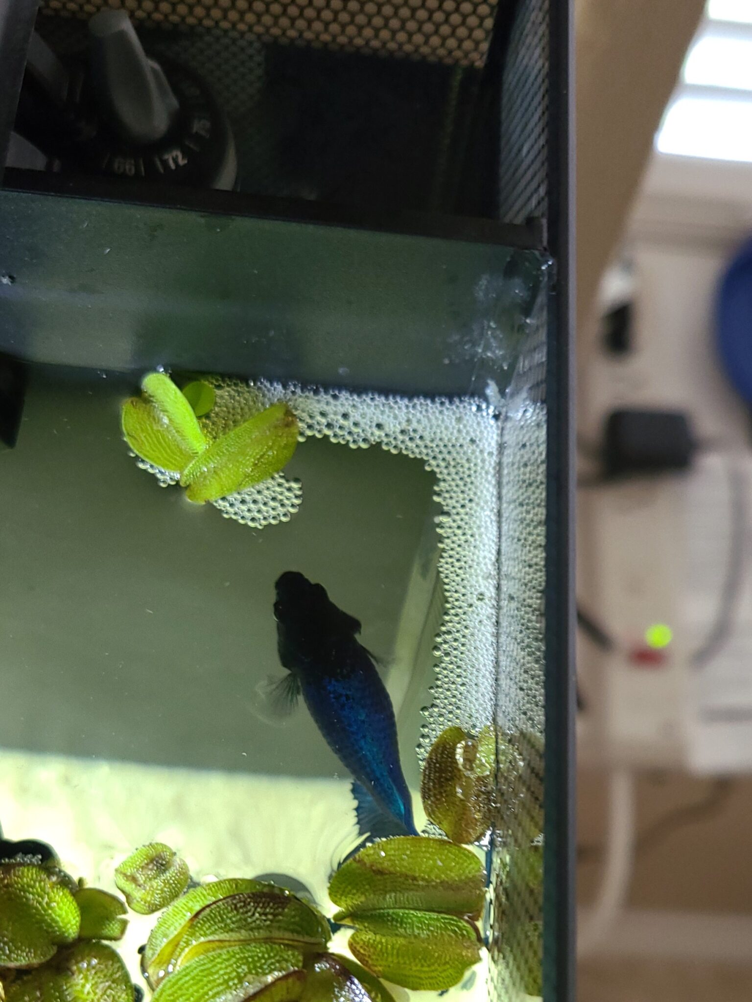 Why Is My Betta Making Bubbles? (Betta Bubble Nest Guide)