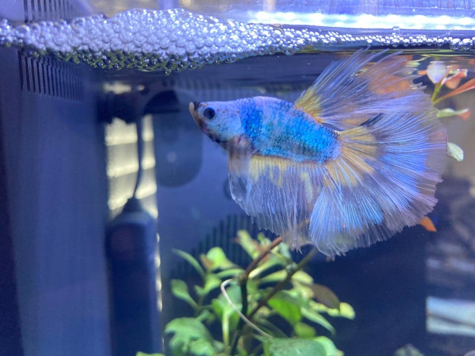 Brindando las mejores condiciones para el nido de burbujas de peces Betta