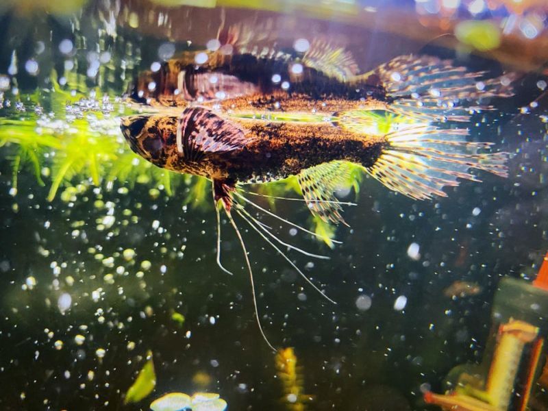 African Butterfly Fish