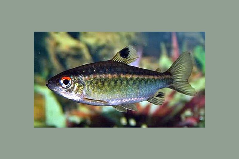 African Red Eye Tetra