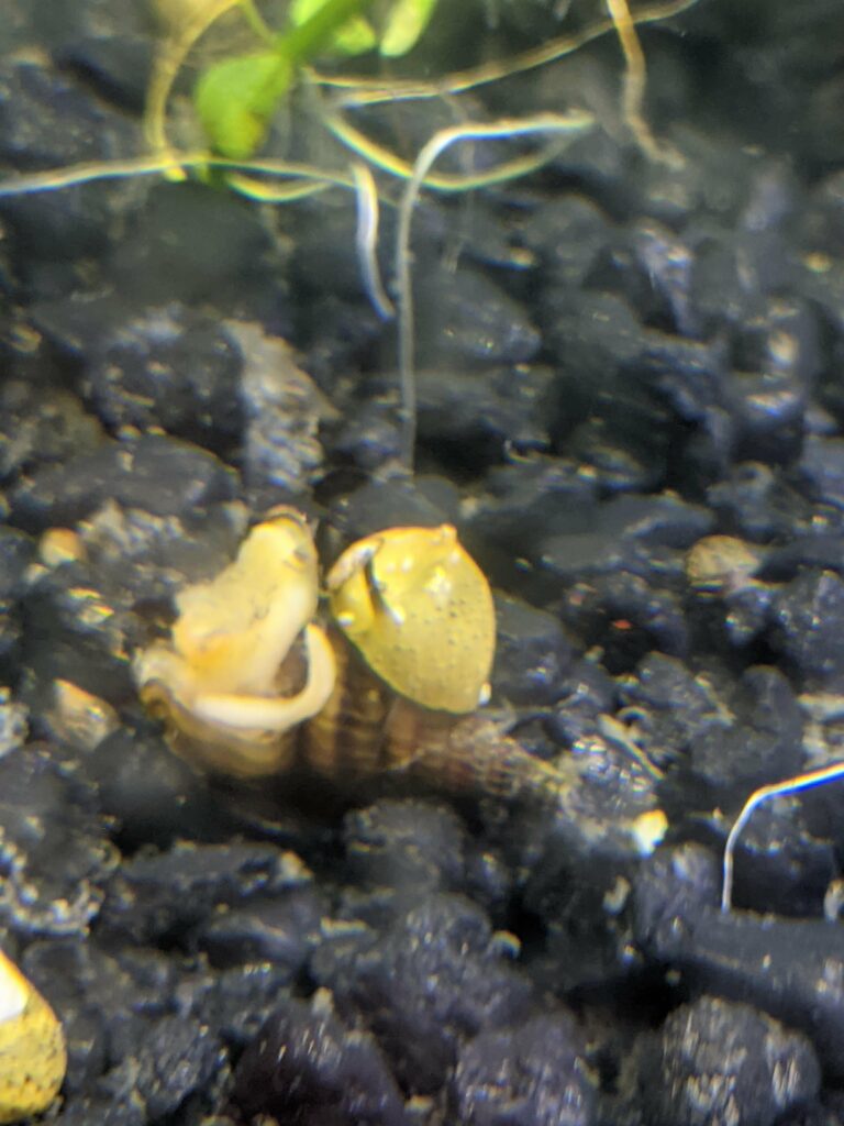 Assassin Snail