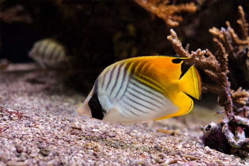 Auriga Butterflyfish