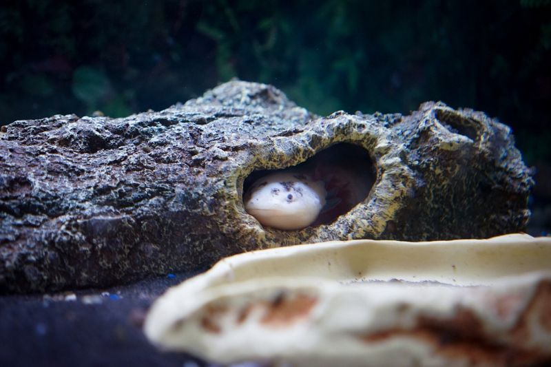 Axolotl tank decorations