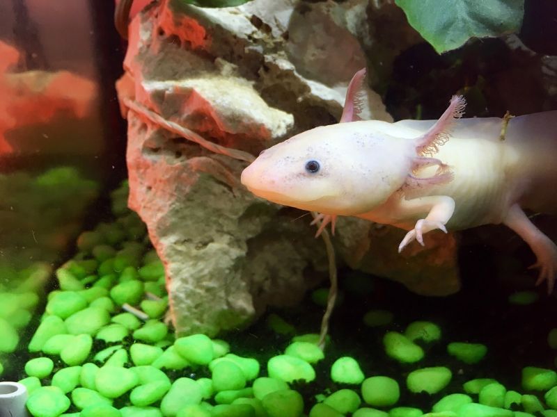 Axolotl tank maintenance