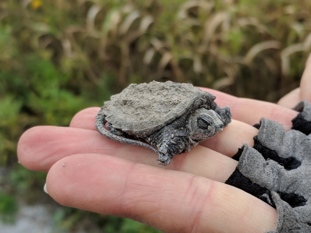 Baby Snapping Turtle