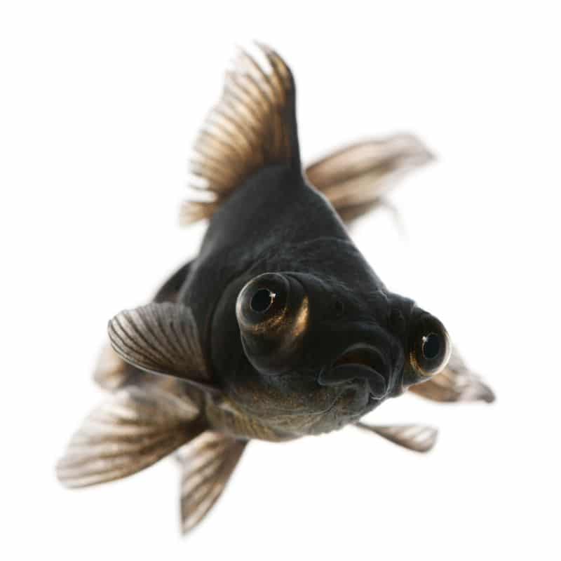 Black Moor Goldfish