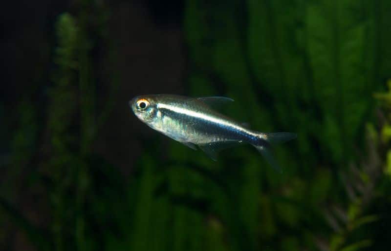 Black Neon Tetra