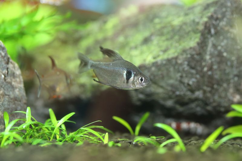 Black Phantom Tetra