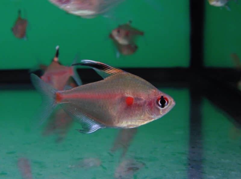 Bleeding Heart Tetra