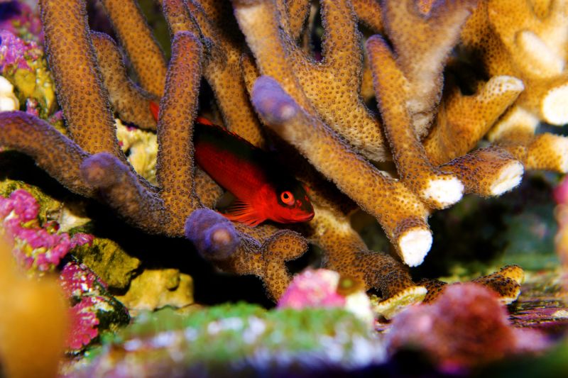 Blood Red Hawkfish