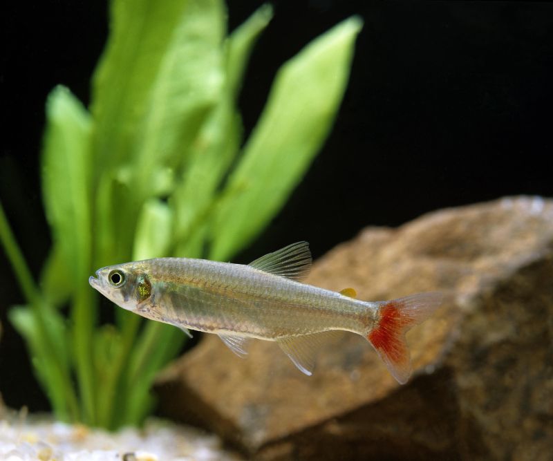 Bloodfin Tetra