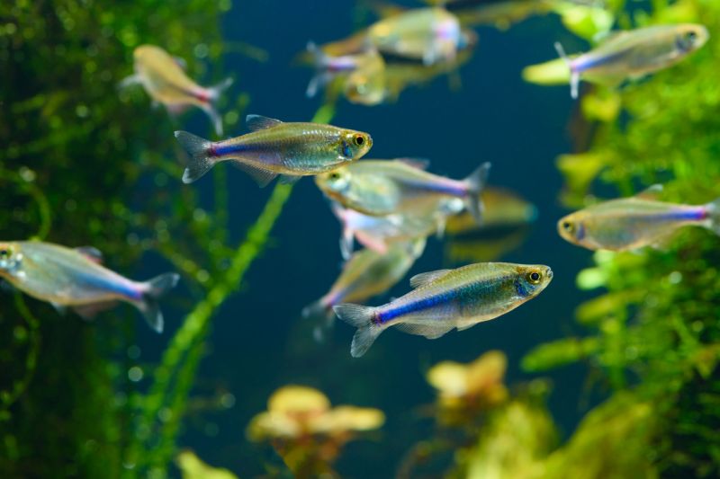 Blue Tetra