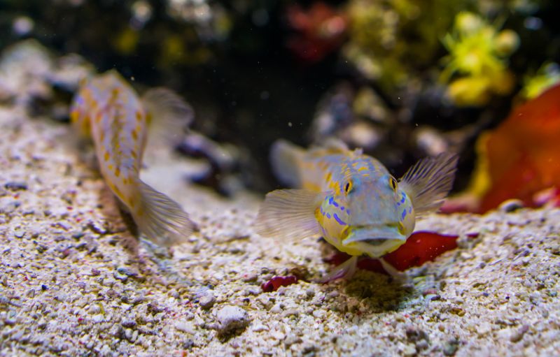 Breeding Diamond Gobies