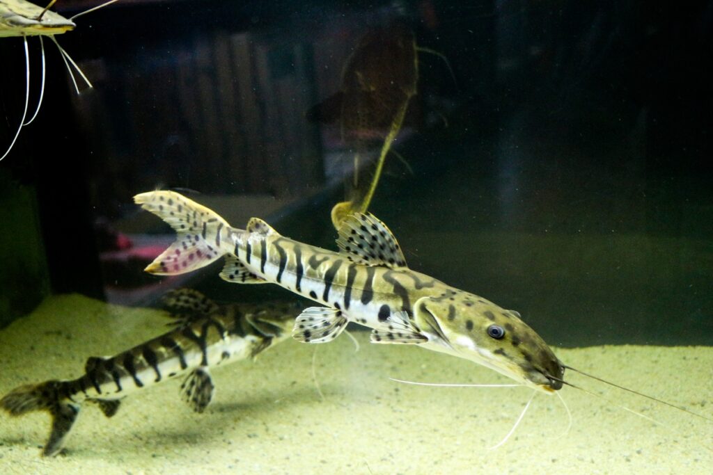 Breeding Pictus Catfish