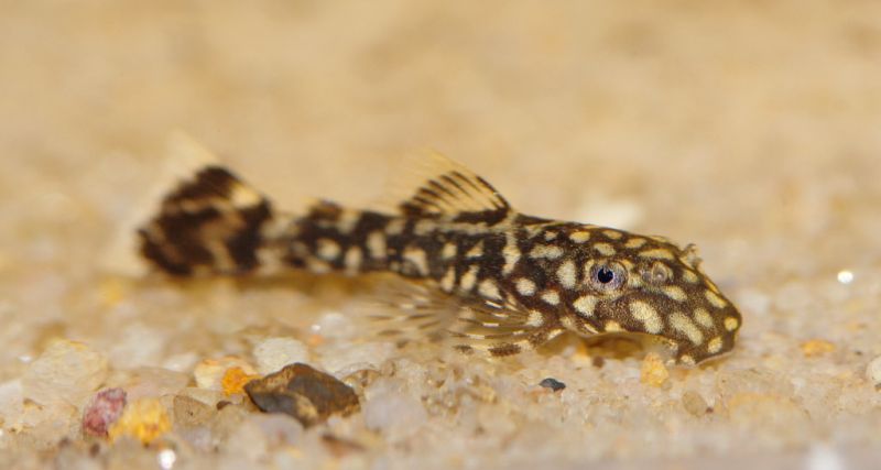 Breeding Plecos