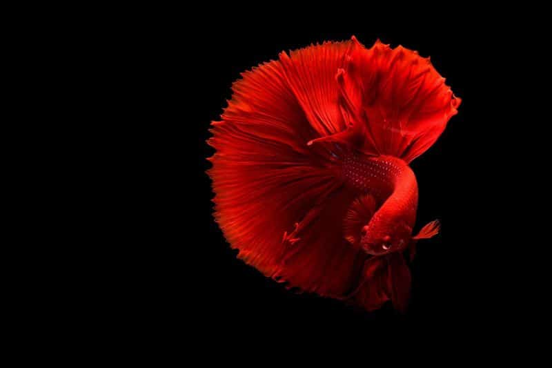 Butterfly Betta Fish