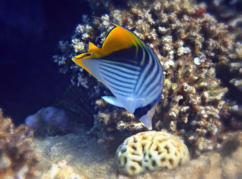 Feeding Butterfly Fish