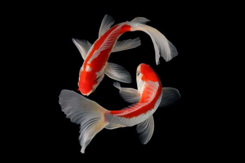 Butterfly Koi Fish