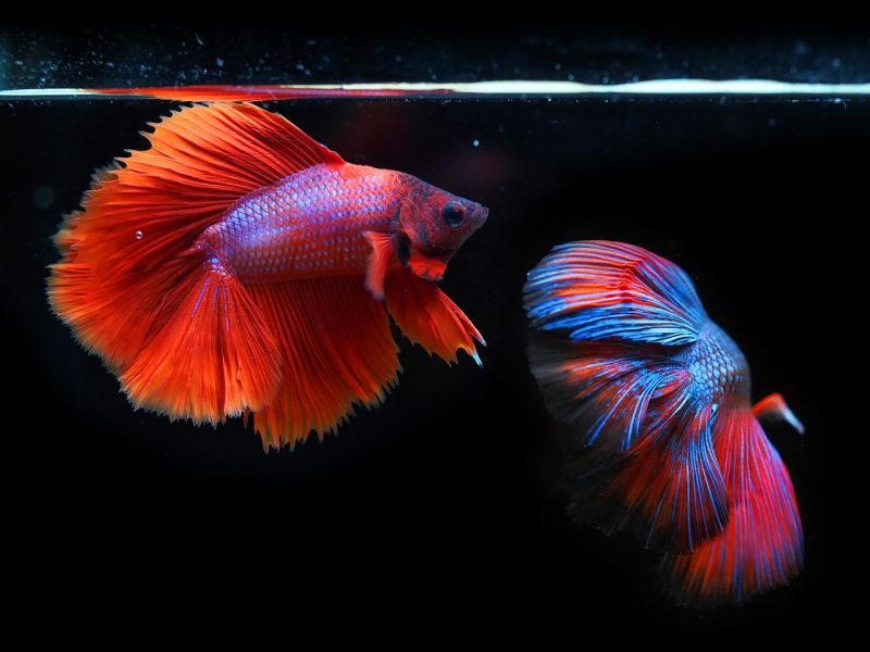 Can Betta Fish Live With Other Fish