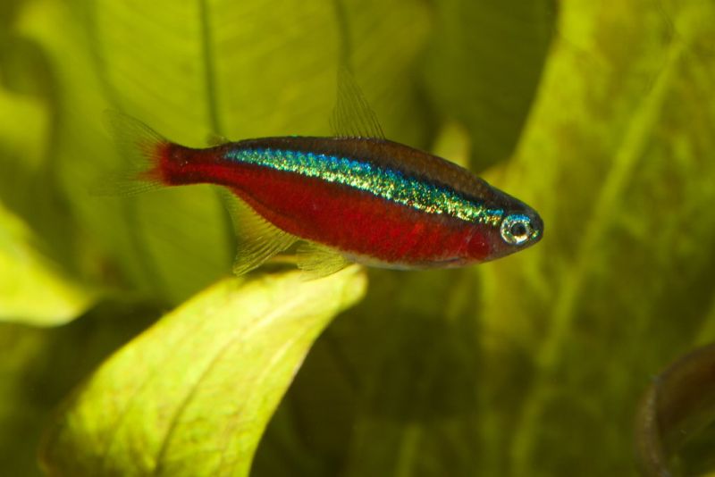 Cardinal Tetra