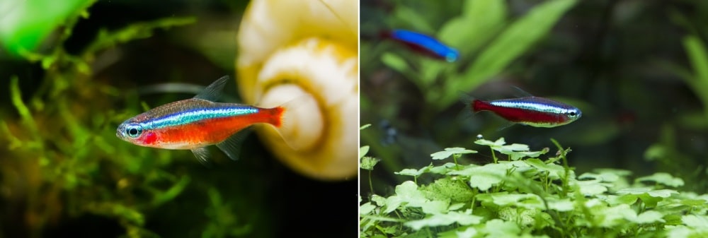 Cardinal and Neon Tetra Care