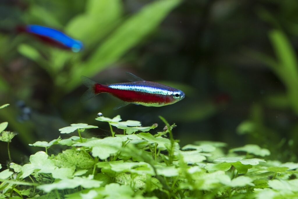 Cardinal Tetra