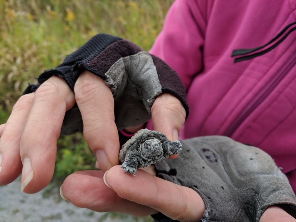 Baby Snapping Turtle Water Conditions