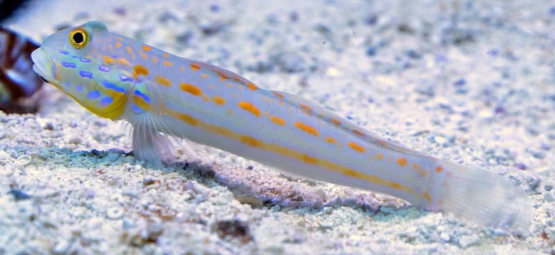 Caring for diamond gobies