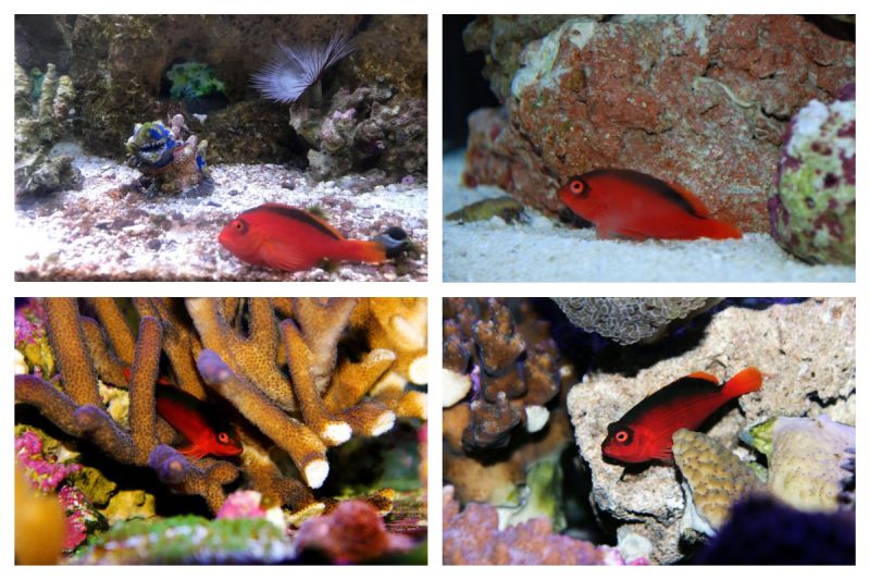 Caring for the Flame Hawkfish