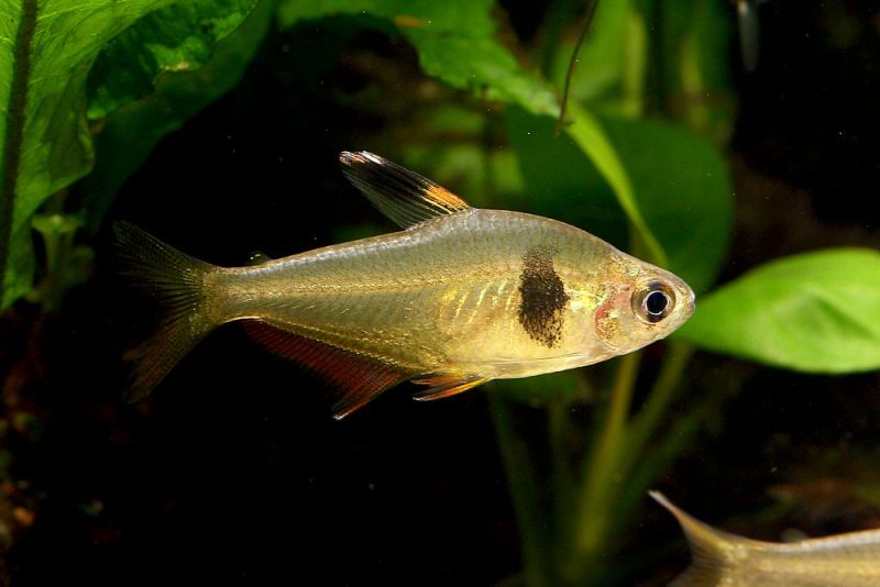 Coffee Bean Tetra