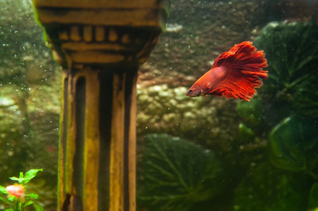 Does Your Betta Have Parasites
