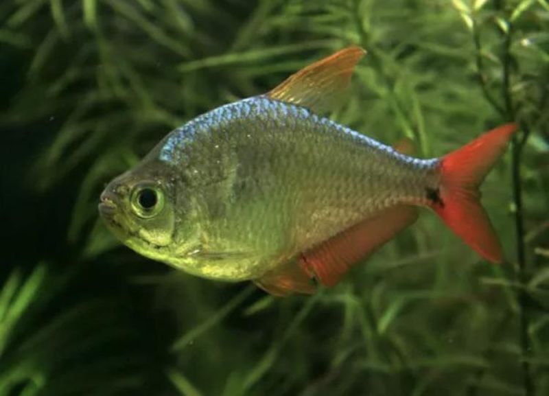 Columbian Tetra