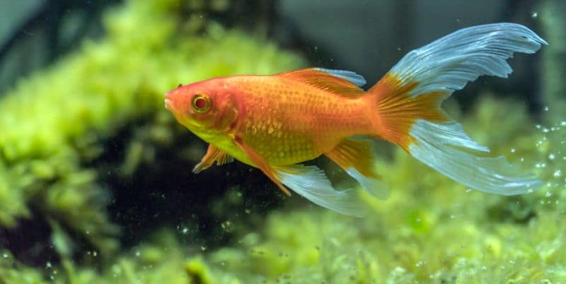 Comet Goldfish Plants and Substrate