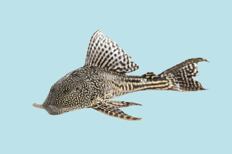 Common Plecostomus