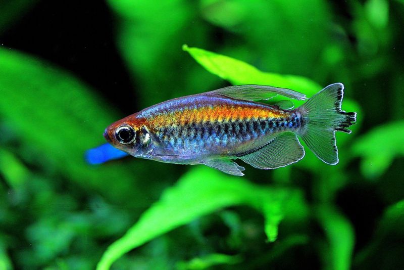 Congo Tetra