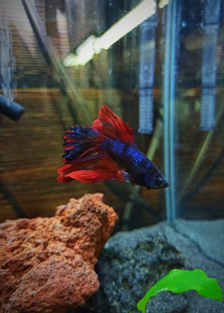 Poop Hanging From a Betta Fish