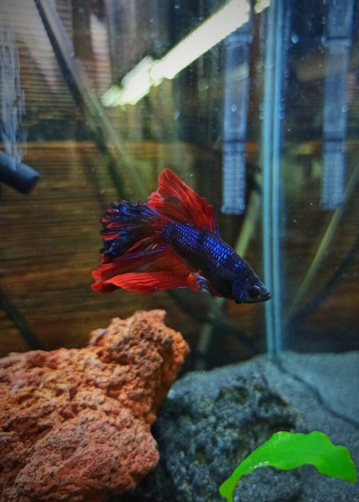 Caca colgando de un pez Betta