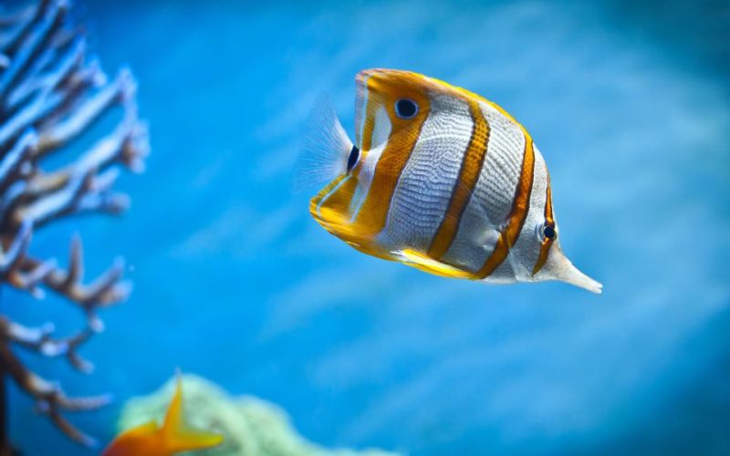 Copperband Butterfly Fish