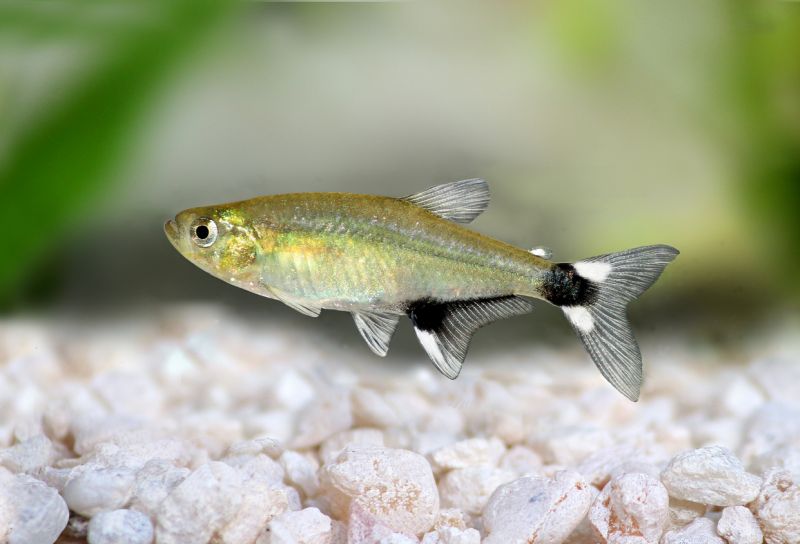 Dawn Tetra